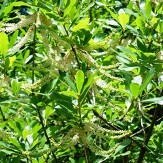 Ti-Ti, Leatherwood Tree, Cyrilla racemiflora
